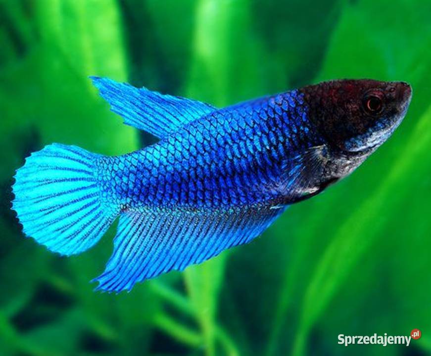 Bojownik wspaniały SAMICA NIEBIESKA Syjamski pomorskie Gdańsk