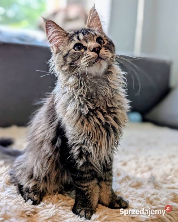 Kocięta Maine Coon z hodowli FIFe FPL rodowód dolnośląskie Wrocław sprzedam
