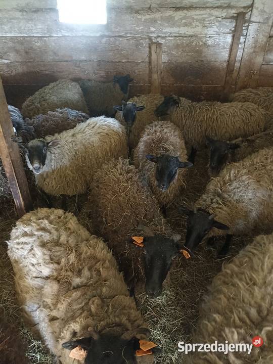 Sprzedam owce i baranki Sokółka