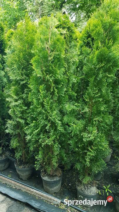 Tuja Szmaragd 150160 Ukorzenione Donica PROMOCJA Ożarów Mazowiecki