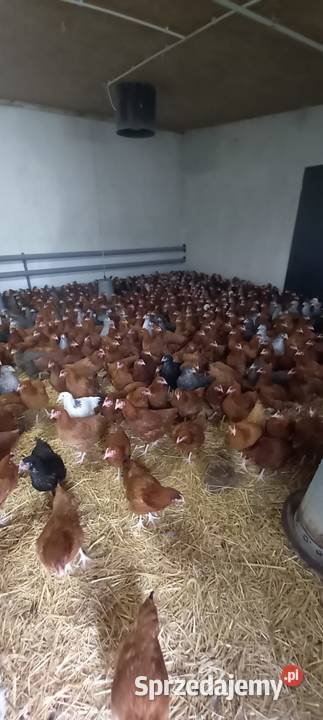 Młode kury nioski Kępno