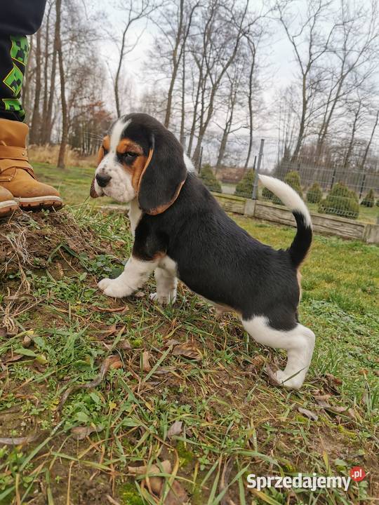 Szczeniak beagle mały piesek mazowieckie Warszawa sprzedam