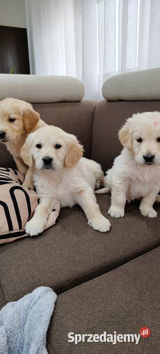 Szczeniaczki Golden Retriever