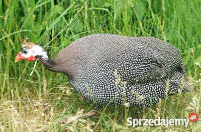 Perliczki młode juz niosą jaja kujawsko-pomorskie Lubraniec