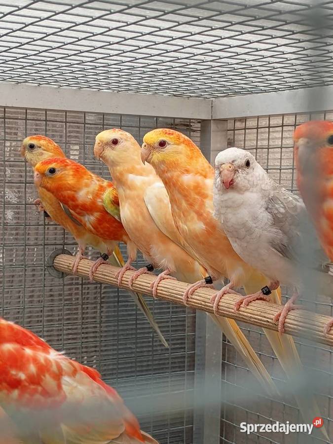 Świergotki Orange dolnośląskie