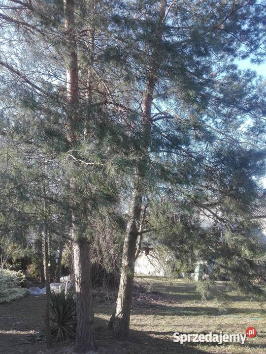 Sprzedam drewno na pniu świerki i sosny łódzkie Pęczniew