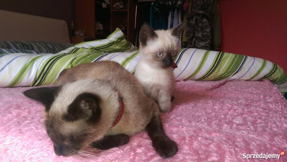 Kot Syjamski Tajski Kocurek sprzedam