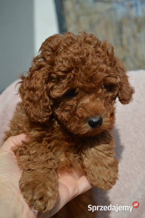 Pudel miniatura red suczkapiesek Zgierz