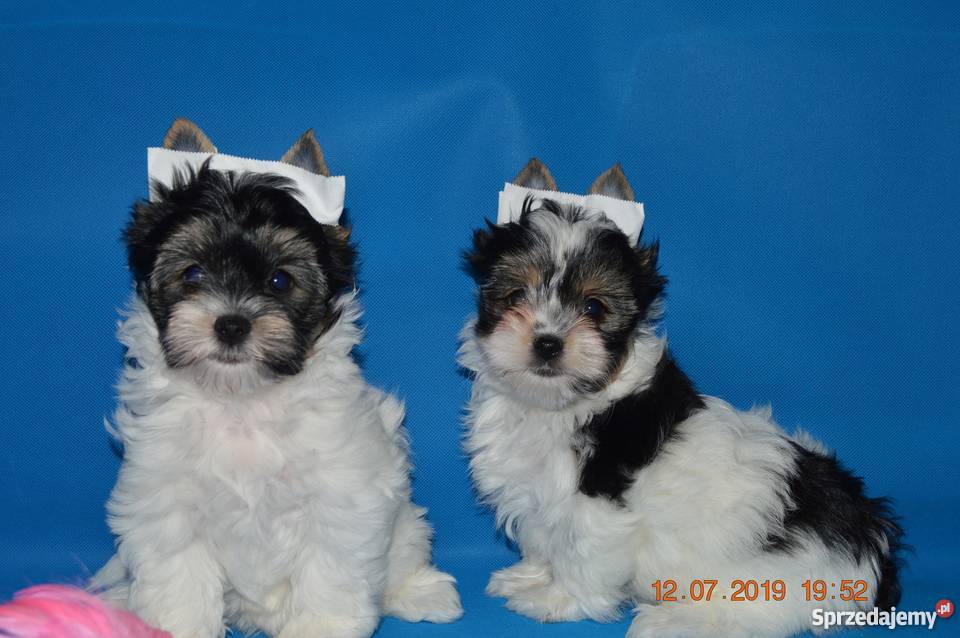 Biewer Yorkshire Terrier sliczne maluszki Gdańsk