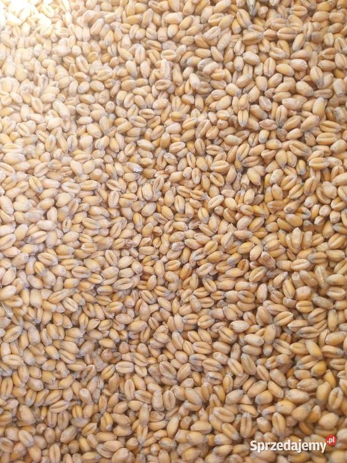 Sprzedam pszenica ozima MewaFaustus i Findus Wielmoża