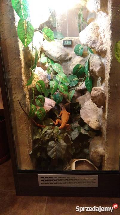 Legwan zielony odm RED młody terrarium Pozostałe Kraśnik