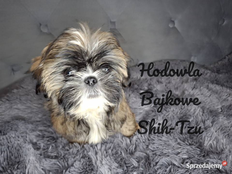 Szczeniaczki shih tzu suczki pieski czekoladowe łódzkie Grabów
