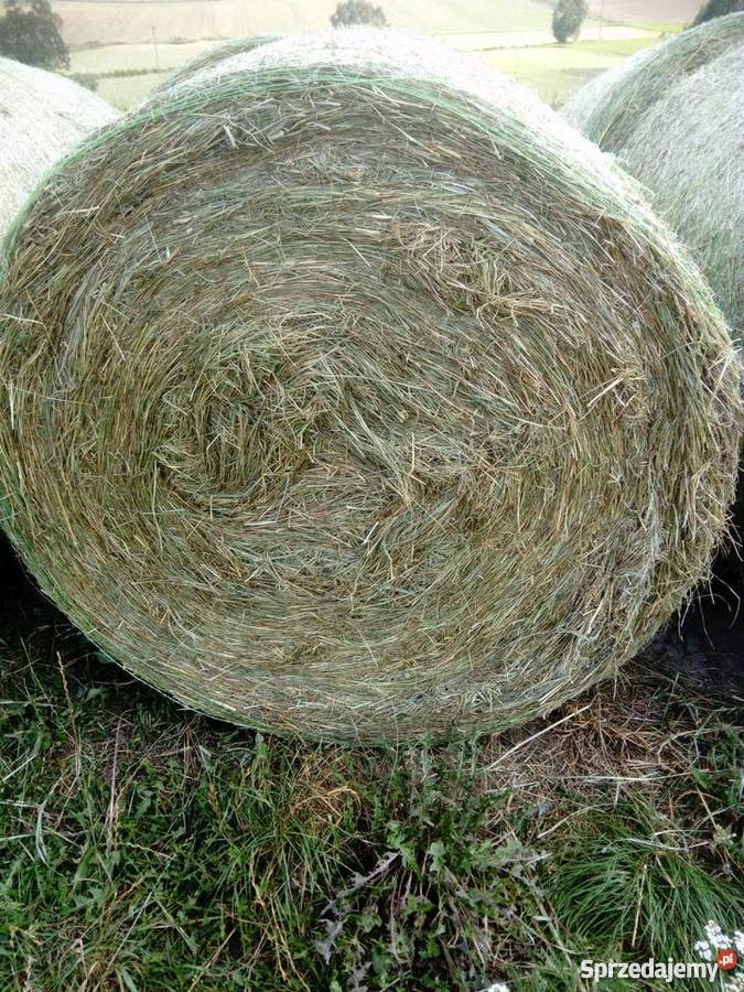 Siano w belach 120x120 Jabłonowo Pomorskie