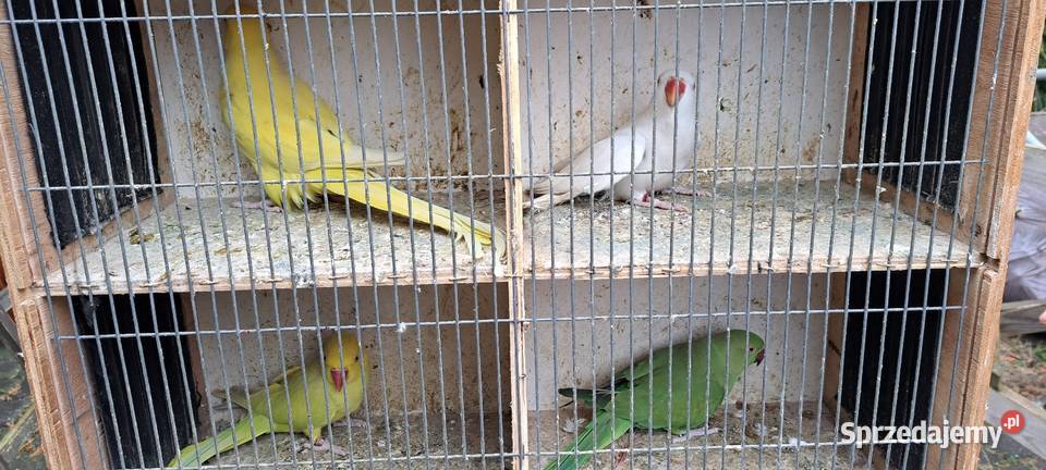 Papugi aleksandretty obrożne