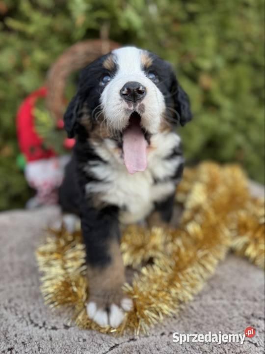 Śliczna sunia piesek Berneński pies pasterski z Kielce