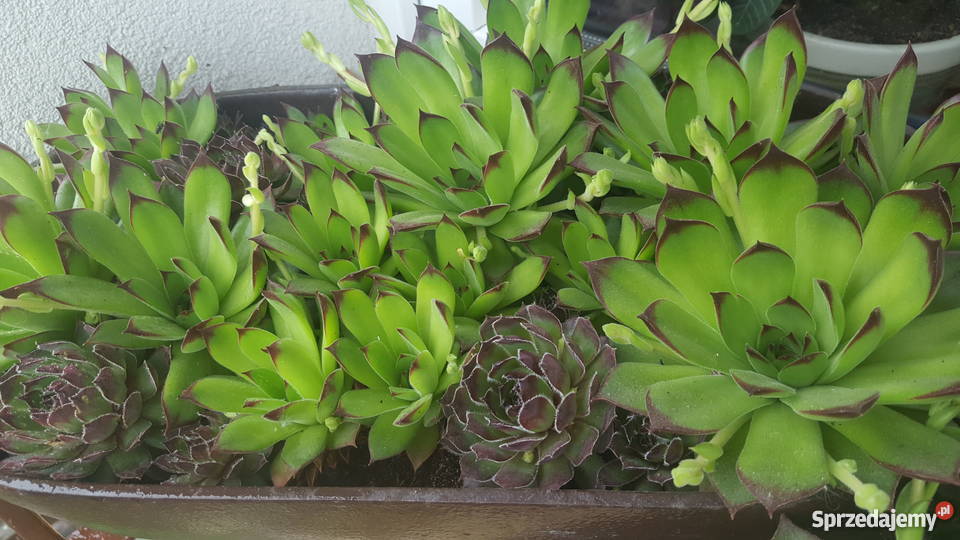 rojnik rozchodnik na skalniak sukulent Kielce