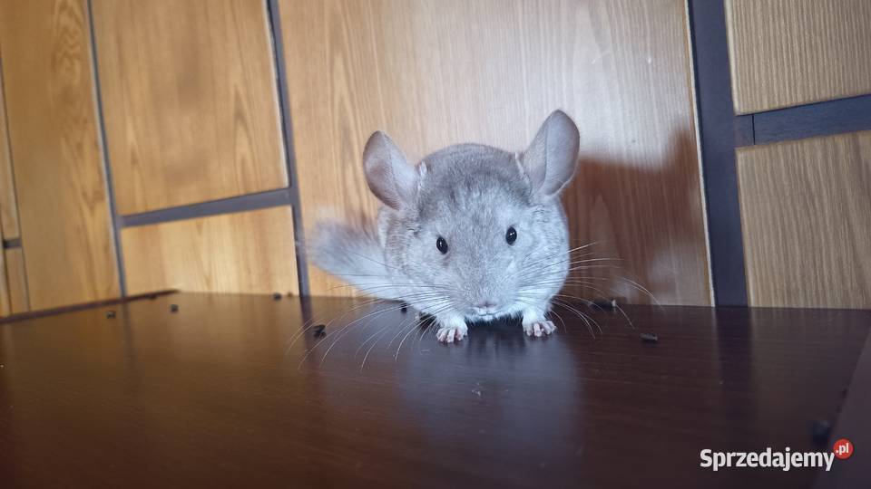 Szynszyle szynszyla młode kolorowe Gryzonie śląskie Jastrzębie-Zdrój