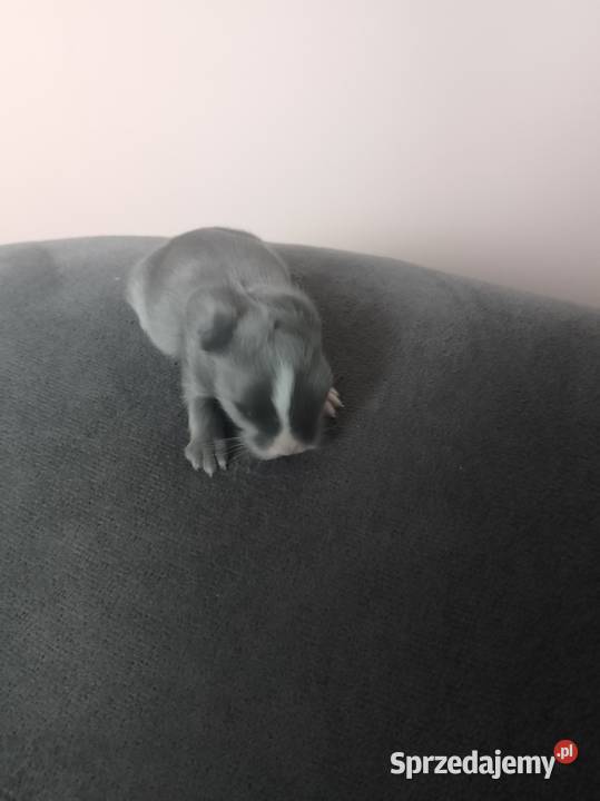 Króliczki miniaturki Żytniów