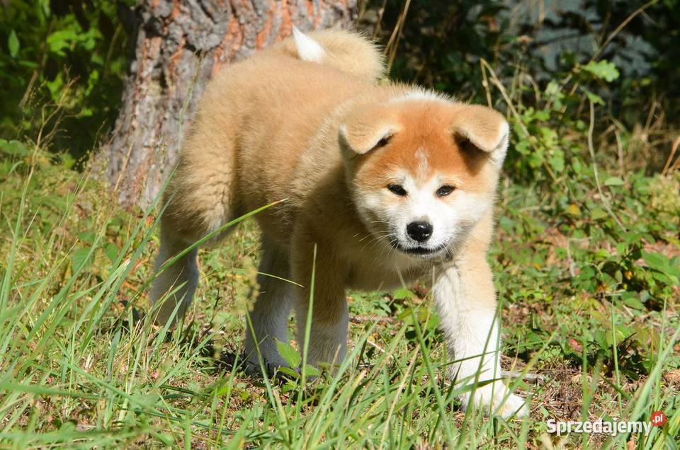 Akita inuaqkita japońska czerwone szczenięta Akita Wołów