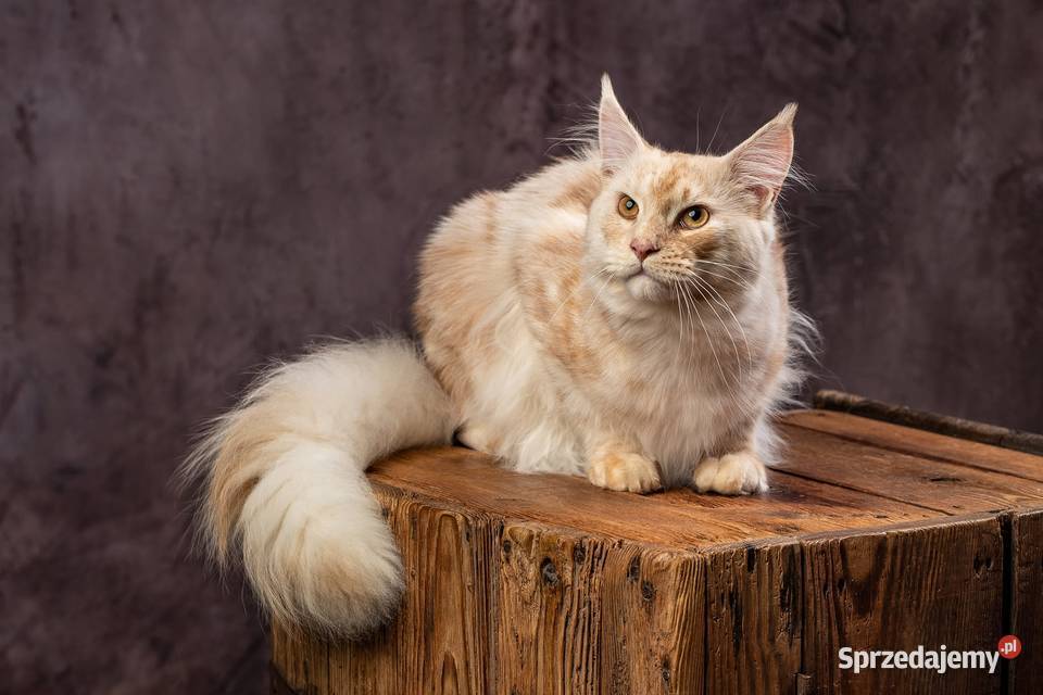 Phantome Noir wyjątkowy kocurek Maine Coon black Czempiń