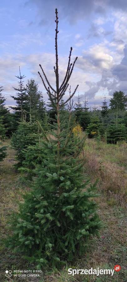 Świerk Serbski Picea Omorika