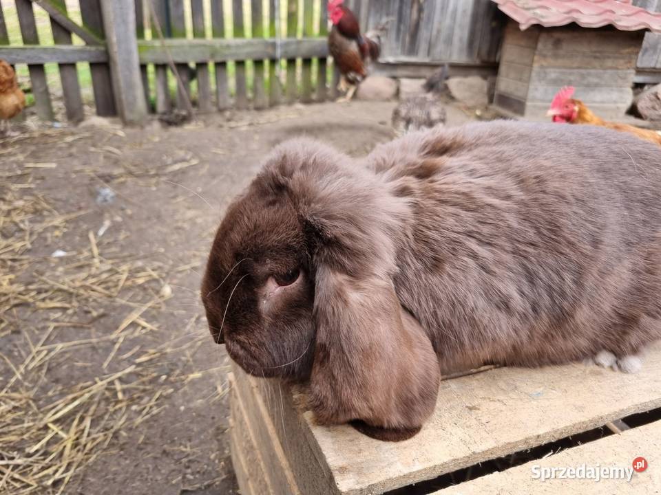 Samiec Baran francuski hawana Wola Rębkowska