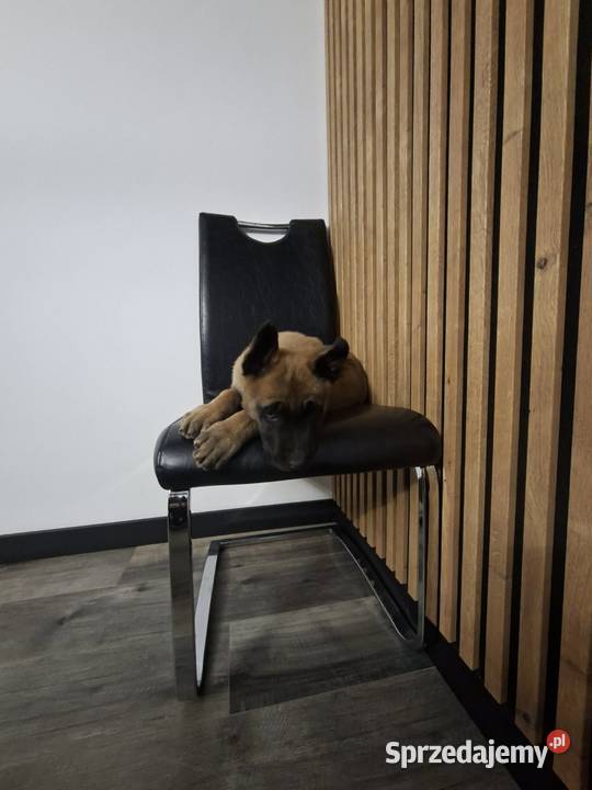 Owczarek Belgijski Malinois Szczeniaki Częstochowa