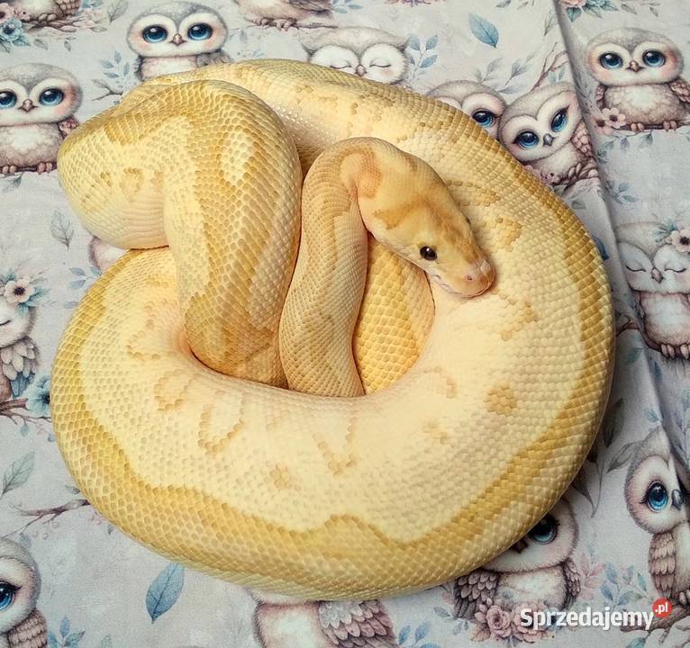 Fire Lesser Clown Python regius 25 letnia SAMICA Warszawa