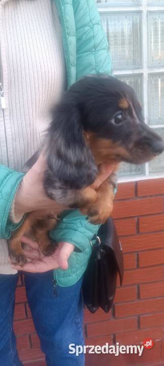 Jamnik długowłosy miniaturowy Merle Jamnik Baranów