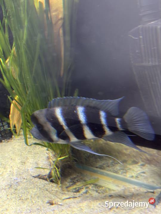 Pyszczak hełmiasty frontosa Nowy Sącz