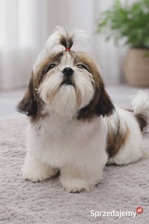 Sunia bialoczerwona Shih Tzu łódzkie Mokrsko