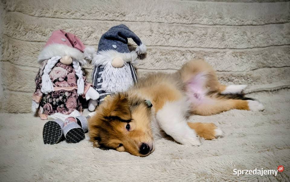 Collie OwczareSzkocki Długowłosy szczenięta ZKwP Wrocław