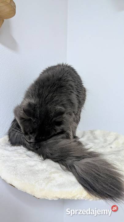 Reproduktor Maine Coon blue solid Zapraszamy Maine Coon Pszczyna