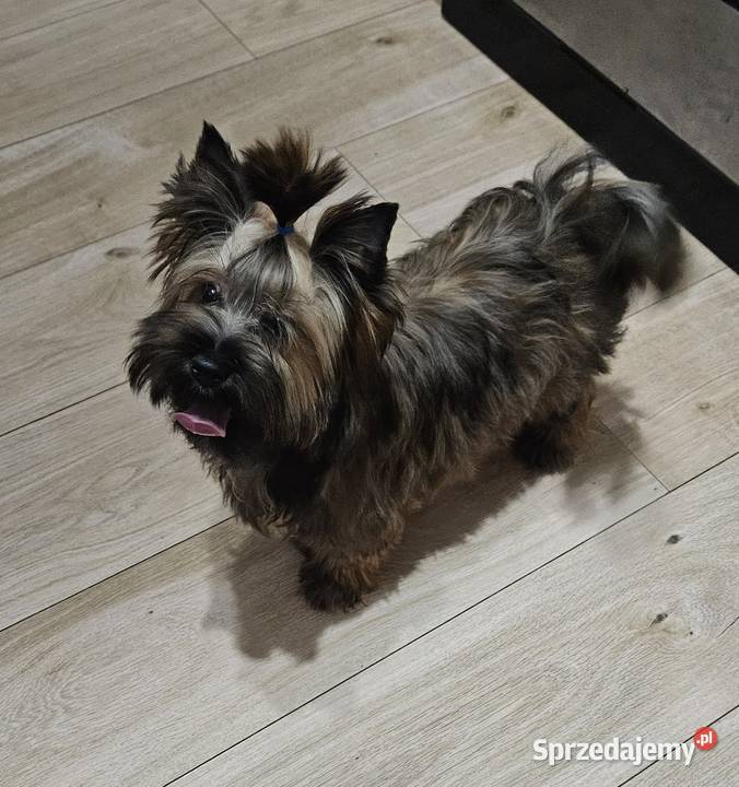 Śliczny piesek York Ocean Pearl Unikatowe Cudo Opole