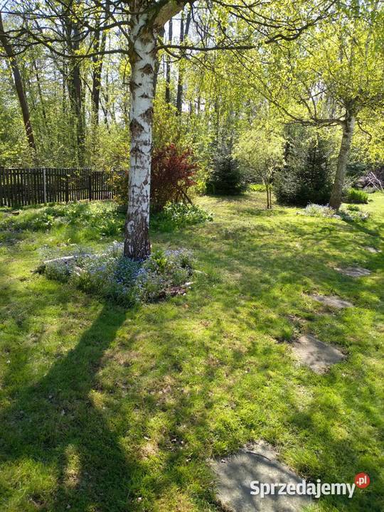 Sprzedam dom w nowej wsi głubczycka 2500m2 opolskie Głubczyce sprzedam