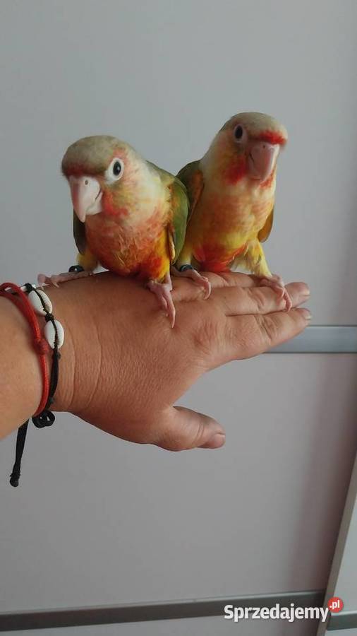 Papugi rudosterki ręcznie karmione
