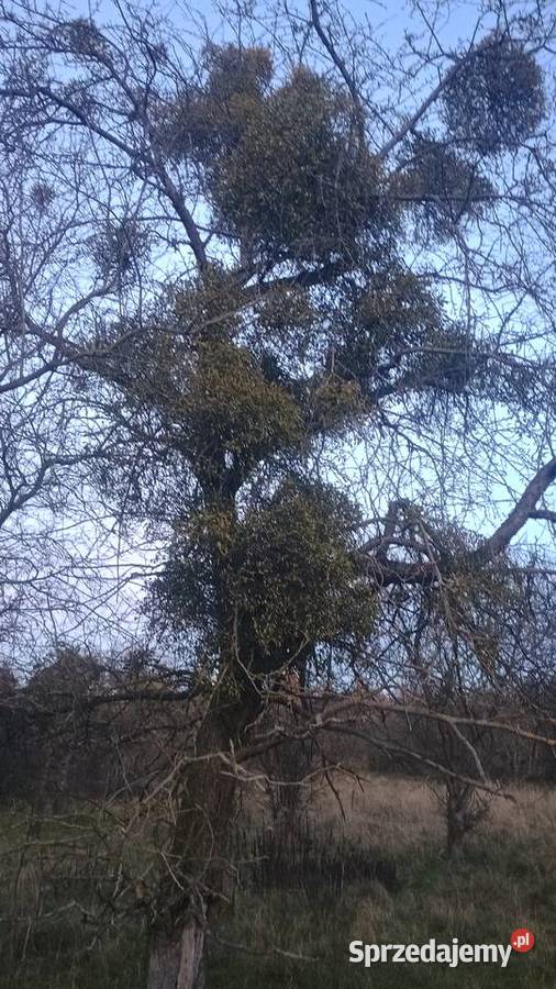 Jemioła POZNAŃ Gniezno Września i DARMOWA