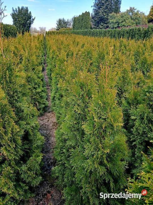 TUJA SZMARAGD Thuja occidentalis Smaragd wielkopolskie Sompolno sprzedam
