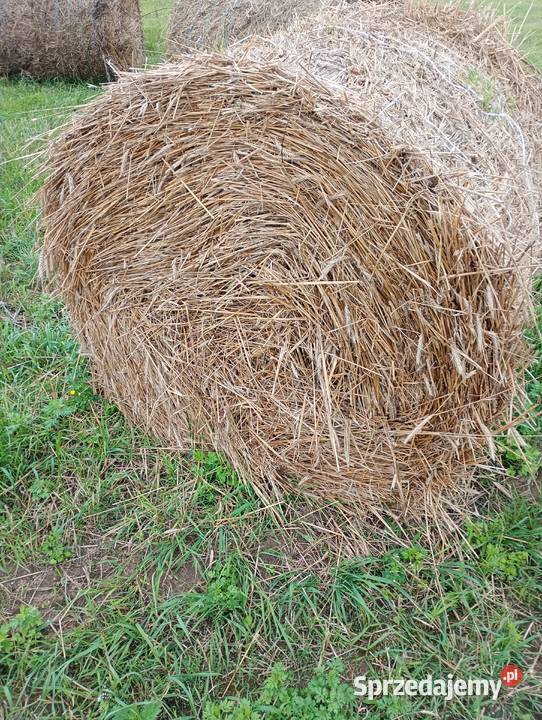 Słoma żytnia jęczmienna Trawy, słoma pomorskie