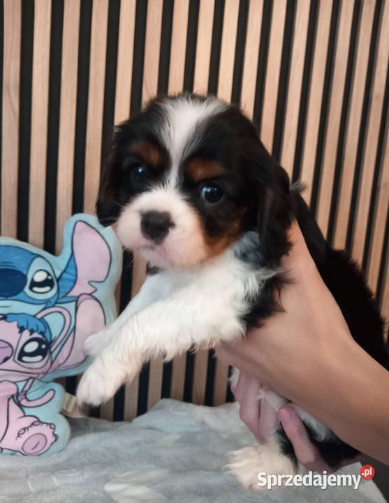 Cavalier King Charles Spaniel opolskie sprzedam