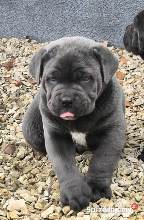 Cane corso italiano Zwierzęta Koziegłowy