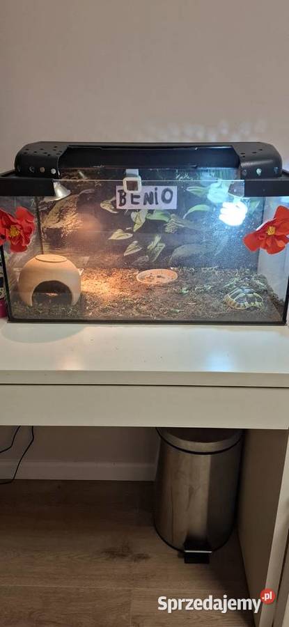 Żółw grecki lądowy małopolskie Kraków