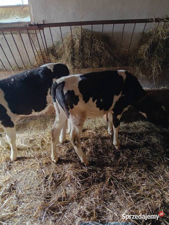 Jałoweczki 4 miesiące Mzurowa