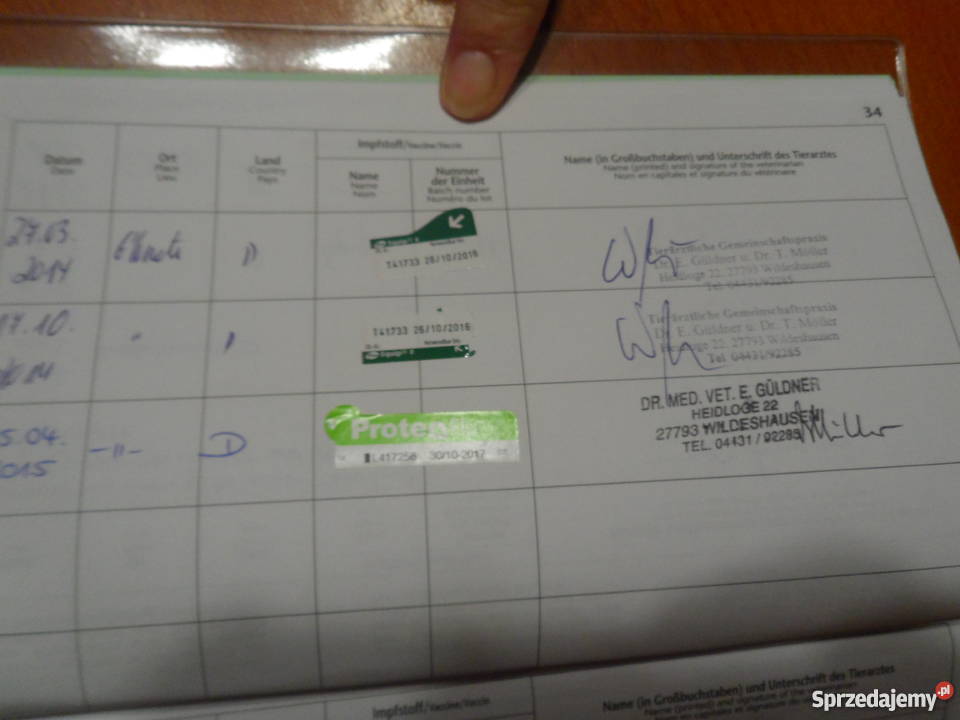 Sprzedam Klacz Arabską z niemieckim pochodzeniem Pozostałe Zatom Stary