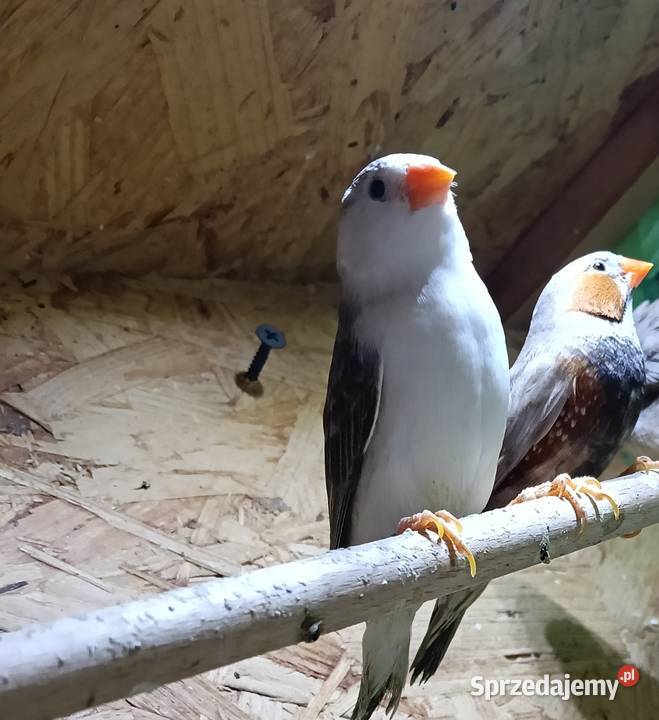 Zeberki wystawowe Jastrzębie-Zdrój sprzedam