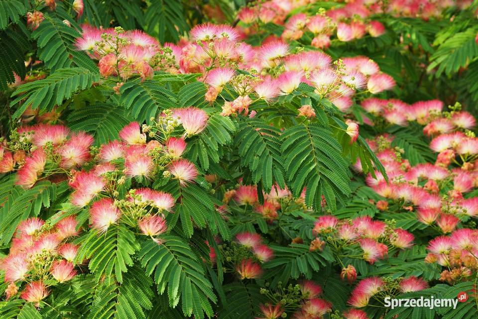Albizia julibrissin młoda sadzonka 2030 Warszawa