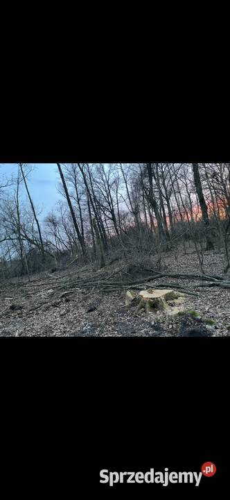 Sprzedam drewno dębowe odbiór własny z lasu mazowieckie Pułtusk