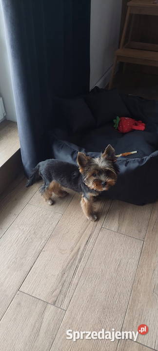 Yorkshire terrier mini suczka xs Opole