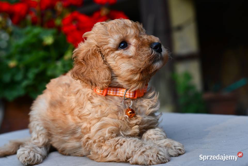 Pudel miniaturowy sunia red