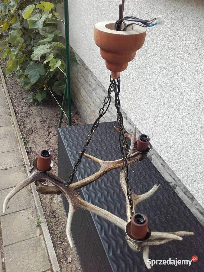 Piękny żyrandol z poroża Jelenia Gniezno